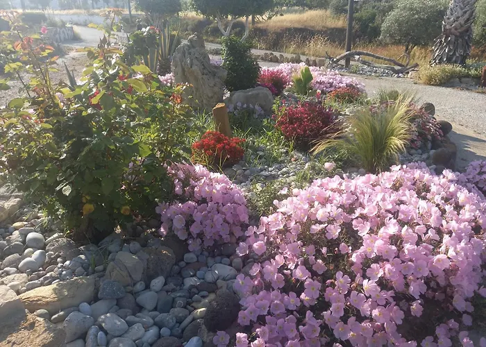 Antonis * بلدة كوس